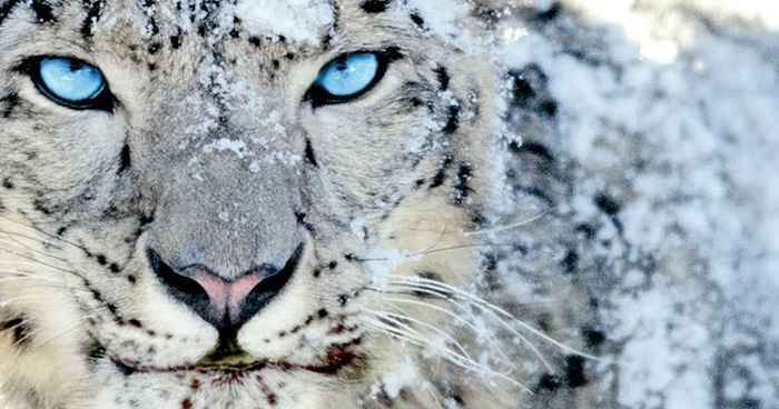 Apple snow leopard download free
